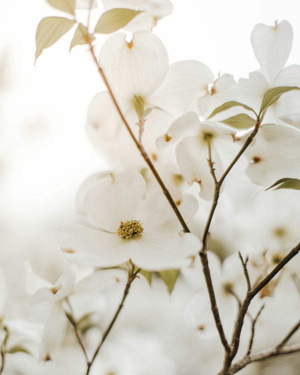 낮에 피는 흰 벚꽃