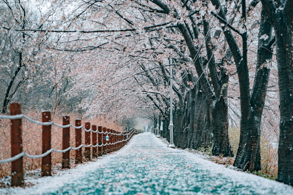 snow covered road between bare trees during daytime