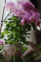 A collection of vibrant pink orchids with a few delicate white accents, set amidst lush green leaves. The flowers are arranged in a decorative plant holder featuring a lace-like design. A pink watering can is also visible, adding a practical touch to the decorative setting.