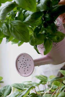 Close-up of a sleek modern watering can gently watering vibrant green herbs in a sunlit kitchen garden, water droplets sparkling in the light.