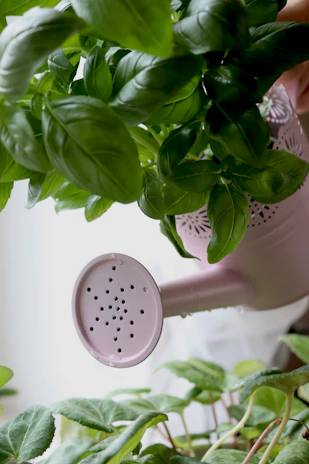 Close-up of a sleek modern watering can gently watering vibrant green herbs in a sunlit kitchen garden, water droplets sparkling in the light.