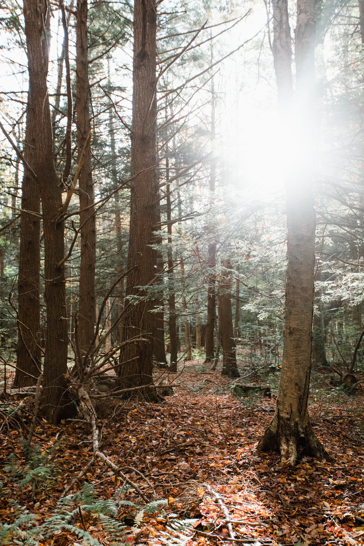 A wooded slope with light coming through the trees.