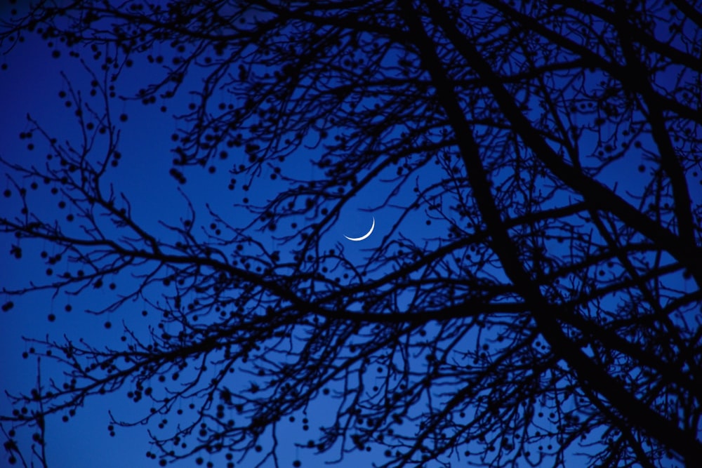 low angle photography of moon