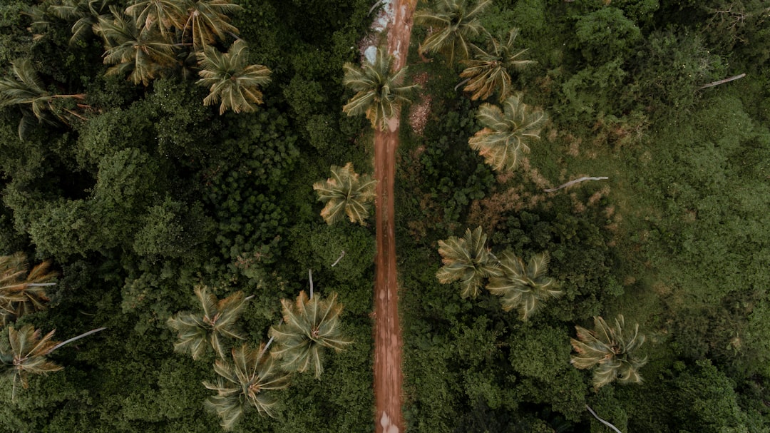 green and brown tree during daytime