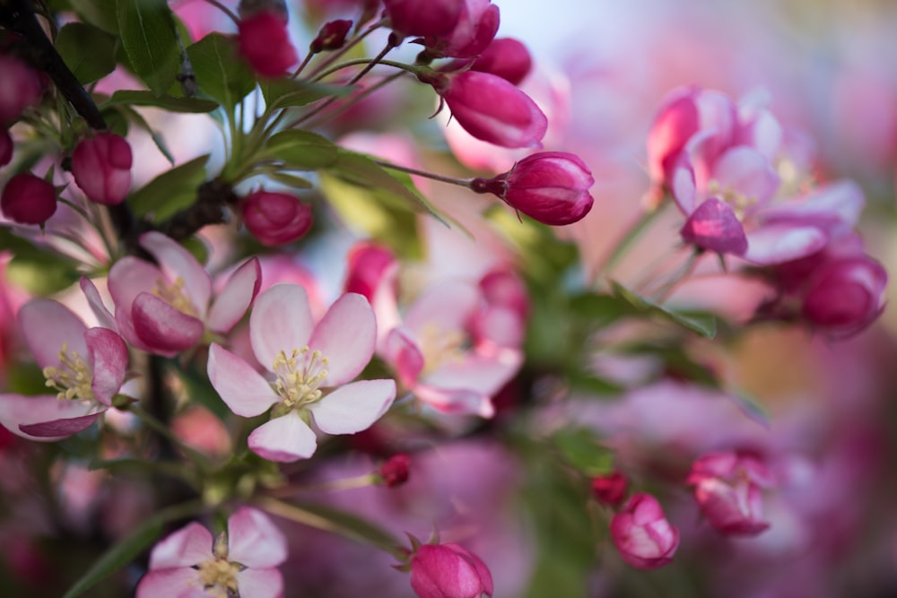 pink and white flower in tilt shift lens