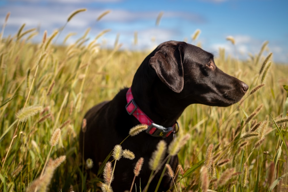 Labrador retriever noir sur un champ d’herbe verte pendant la journée