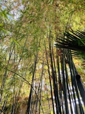 Tall, vibrant green bamboo stalks extend upwards, their leaves creating a dense canopy. Sunlight filters through the leaves and stalks, casting a soft, dappled light. There's a mix of fresh green and some yellowing leaves, indicating a natural environment.