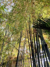 Tall, vibrant green bamboo stalks extend upwards, their leaves creating a dense canopy. Sunlight filters through the leaves and stalks, casting a soft, dappled light. There's a mix of fresh green and some yellowing leaves, indicating a natural environment.