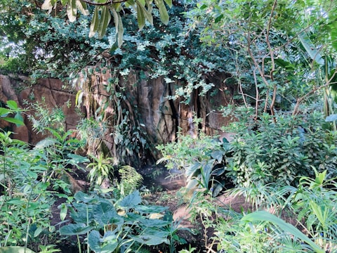 Dense greenery with various tropical plants and trees fills the landscape. Lush foliage appears in different shades of green, creating a vibrant and natural setting. In the background, there is a rocky formation partially covered by creeping vines and surrounding vegetation, contributing to the jungle-like atmosphere.