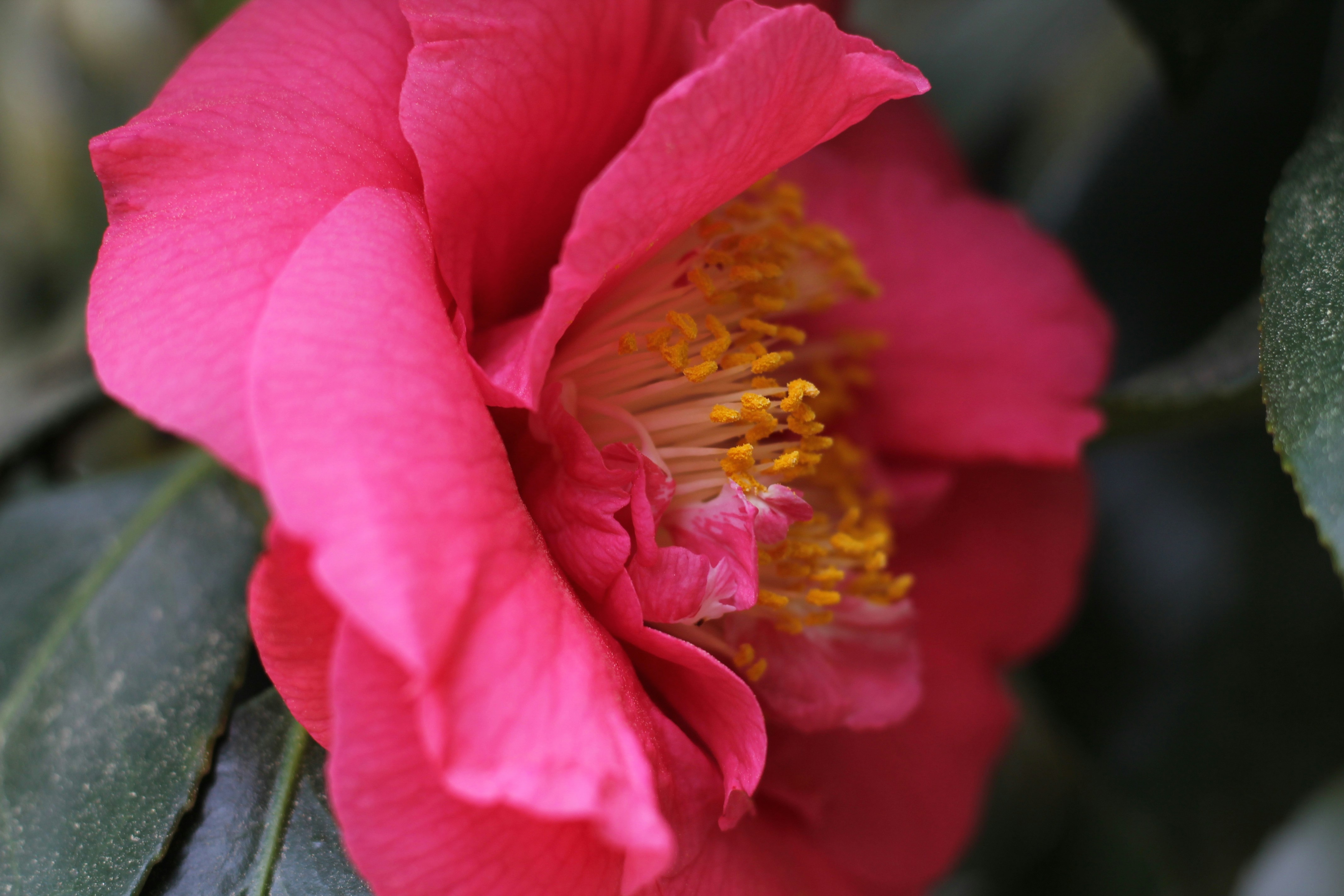 Photo by green_plant