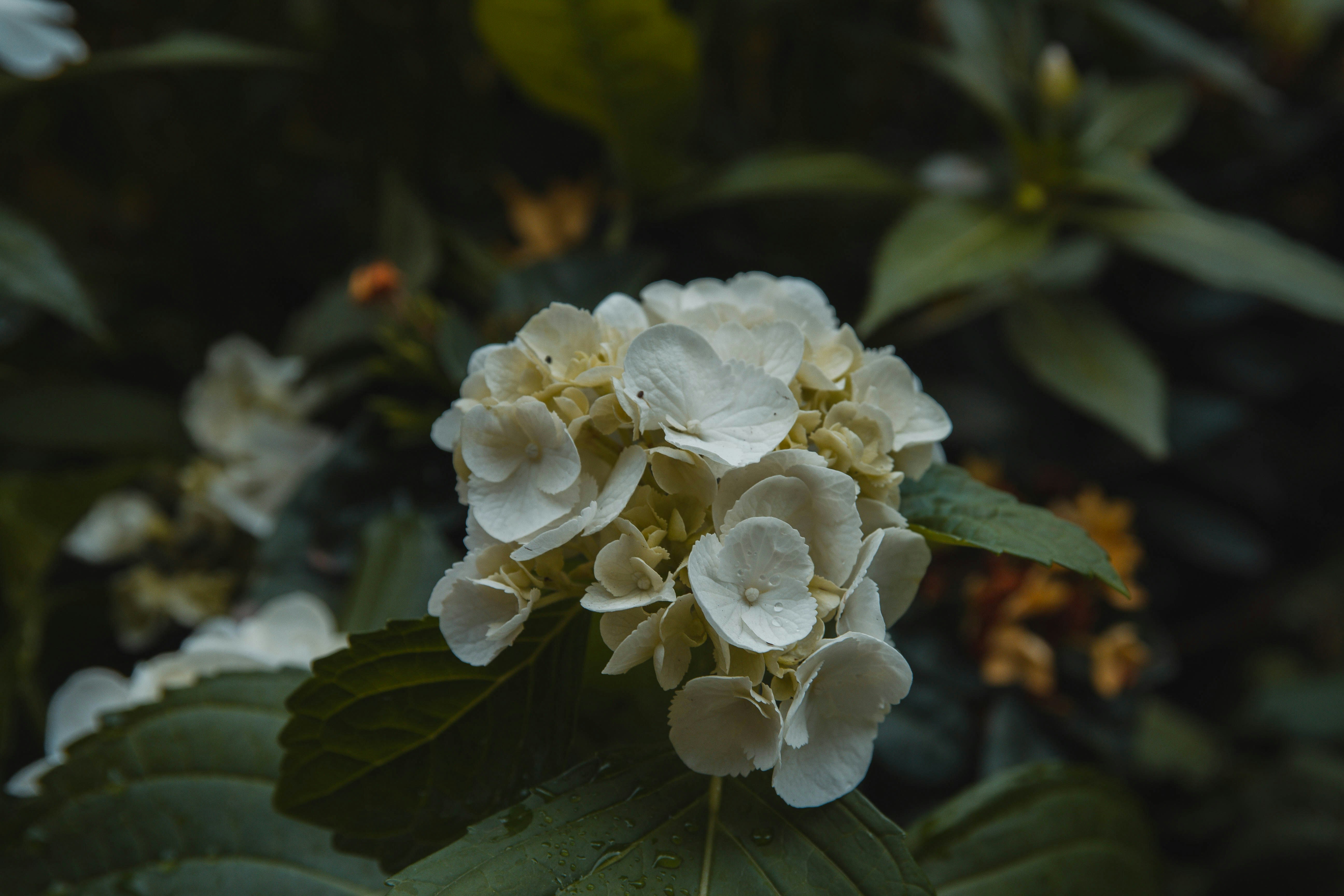 Photo by marcioidbrand