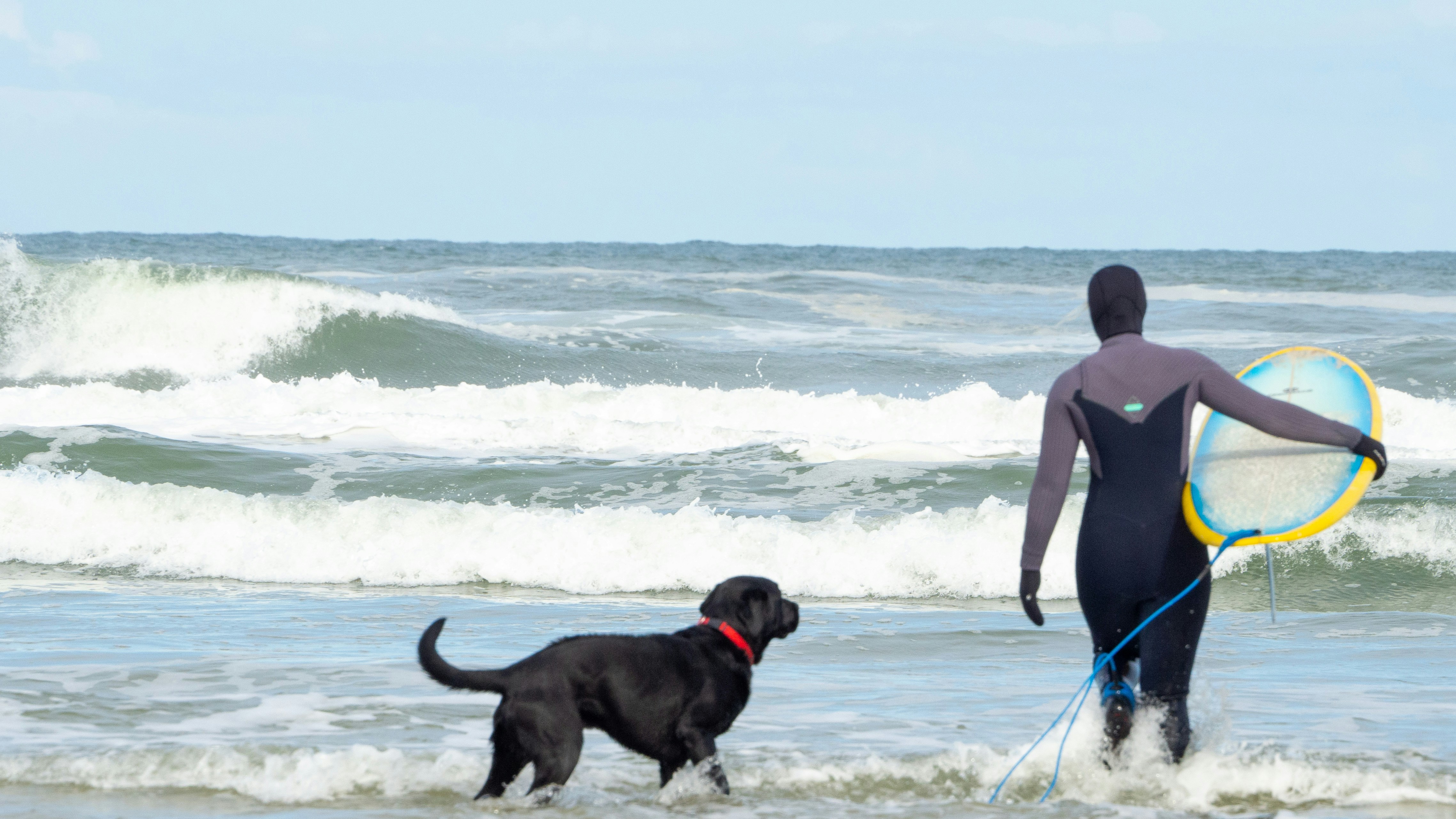 black labrador retriever on seashore during daytime, 