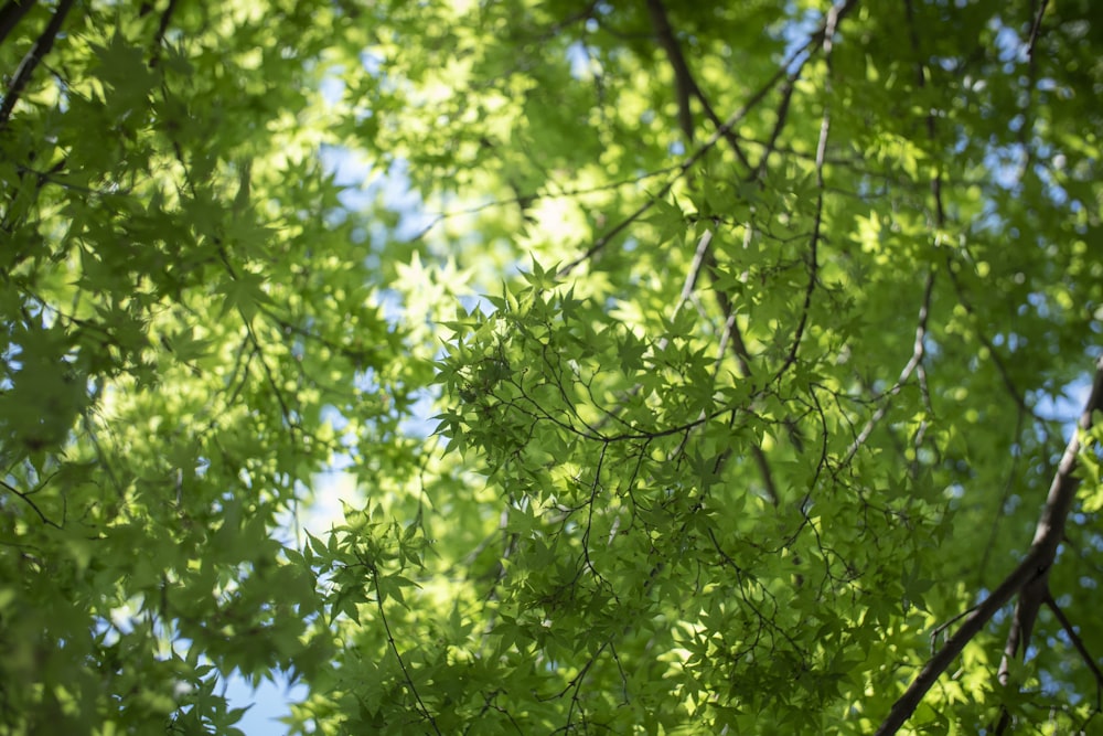 green leaf tree during daytime