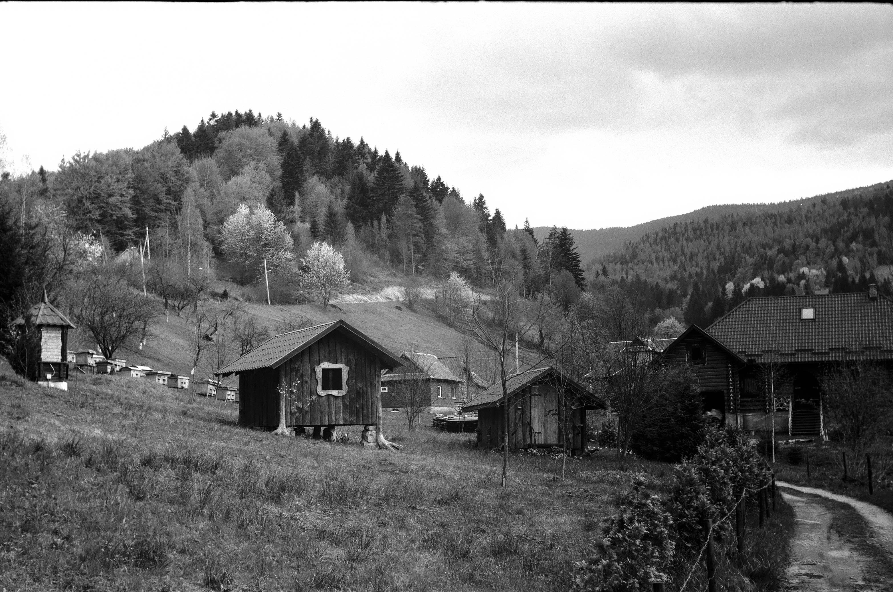 grayscale photo of wooden house near trees