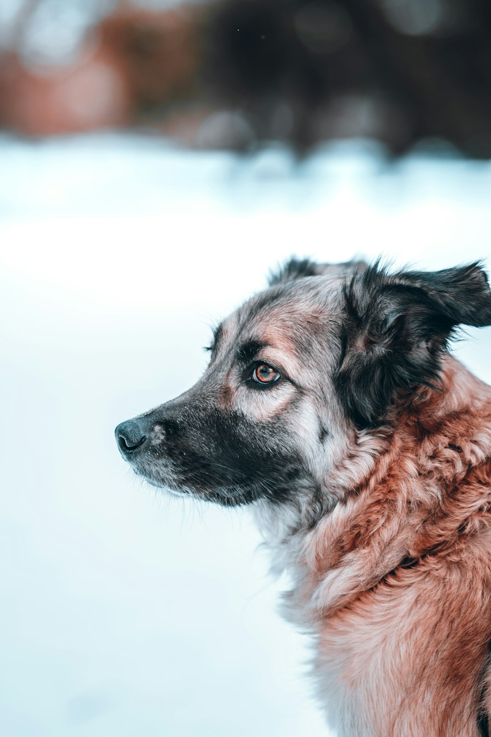 black and brown long coated dog on snow covered ground during daytime