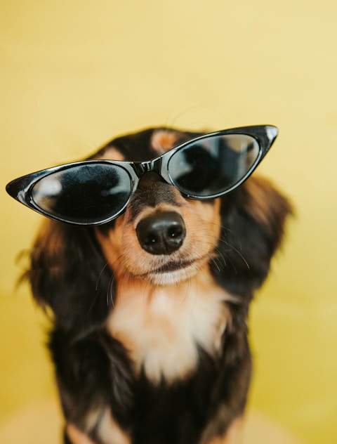 black white and brown long coated dog wearing black sunglasses