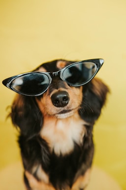 A cheerful Jack Russell dog wearing sunglasses, surrounded by colorful dancing meme icons.