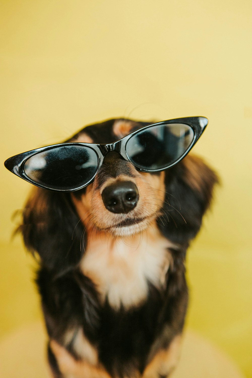 Perro de pelo largo negro, blanco y marrón con gafas de sol negras