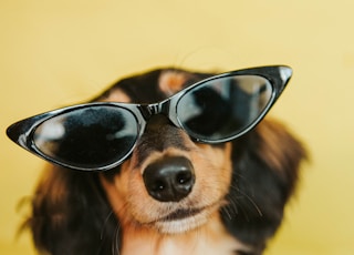 black white and brown long coated dog wearing black sunglasses