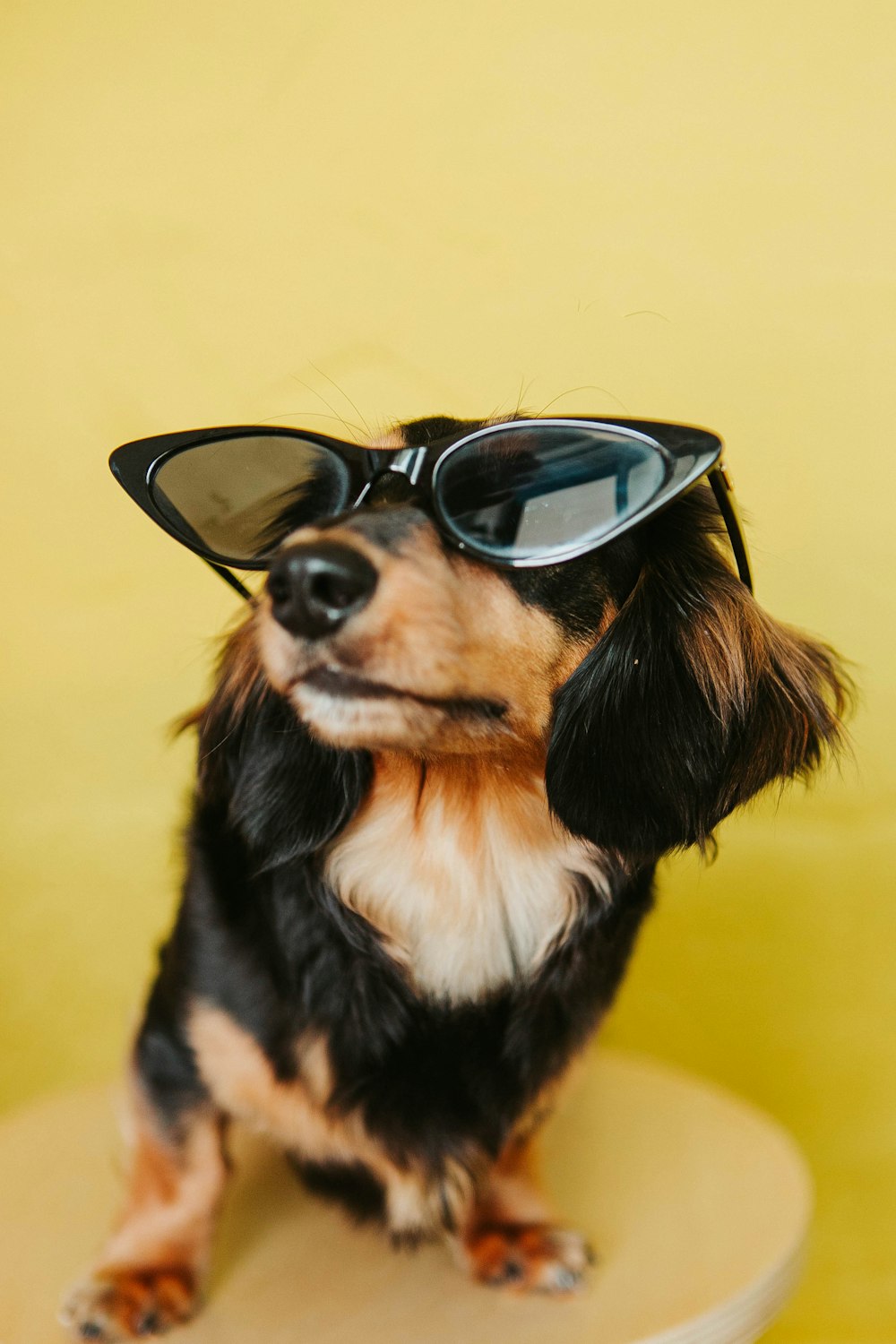 Perro de pelo largo negro, blanco y marrón con gafas de sol negras
