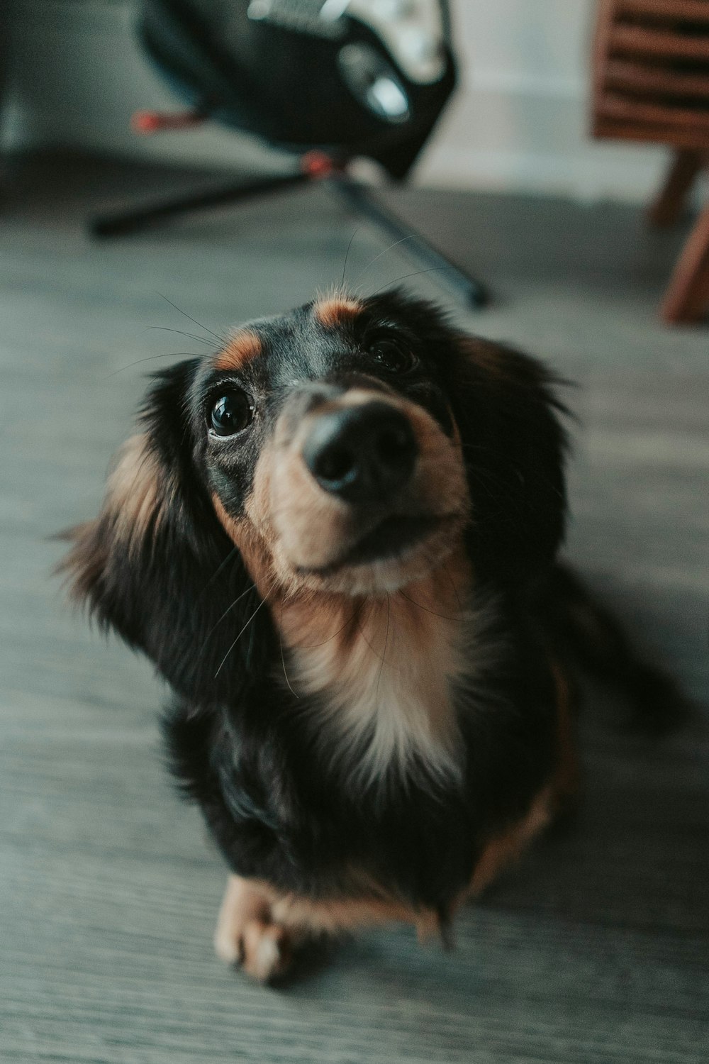 black and brown short coated dog