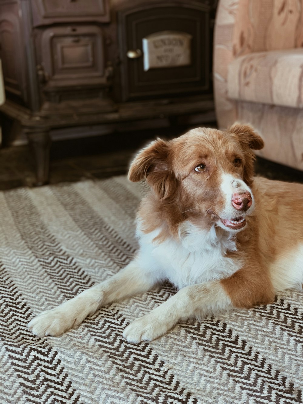 brown and white long coated dog lying on gray and white textile