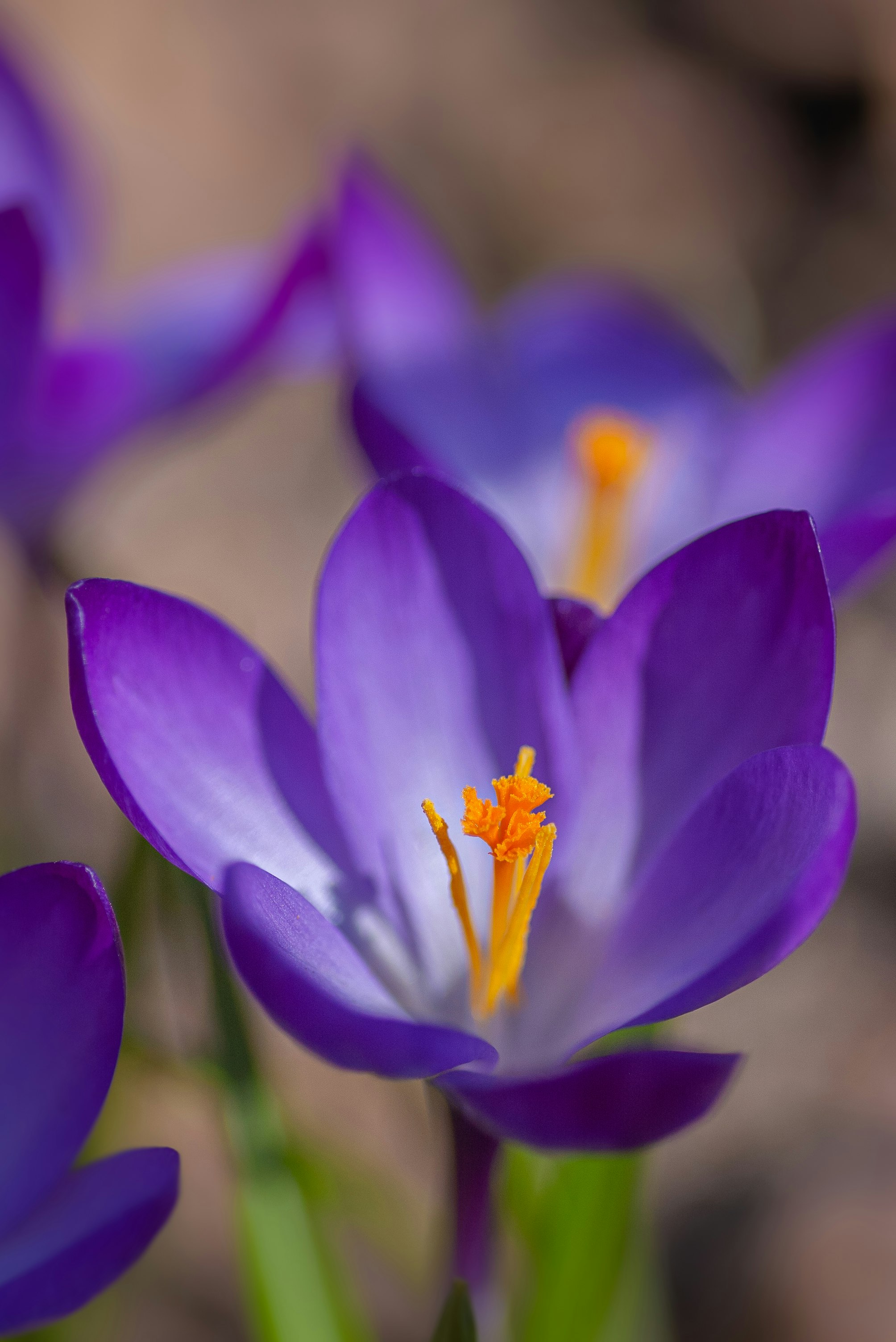 purple crocus in bloom in close up photography