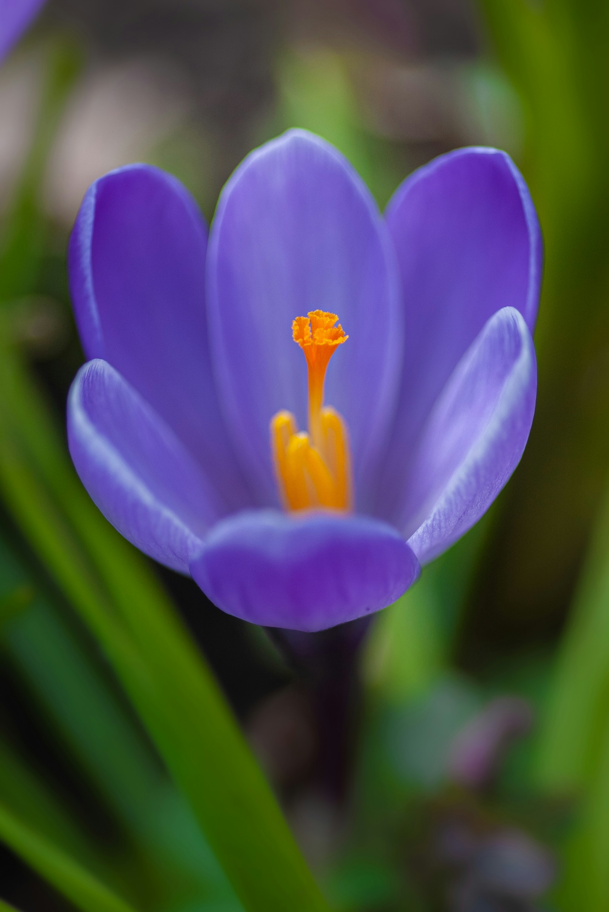 purple crocus in bloom during daytime