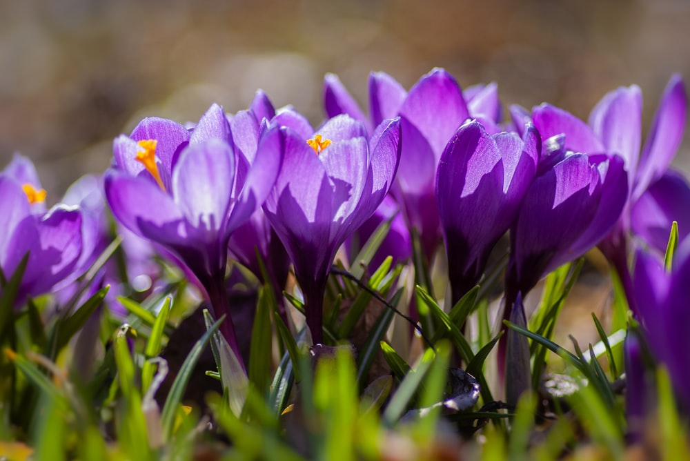 Violette Krokusblüten blühen tagsüber