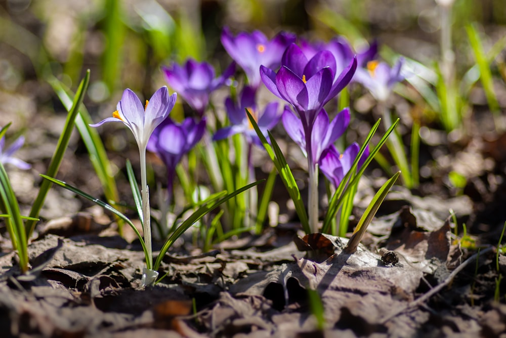 purple crocus flowers in bloom during daytime