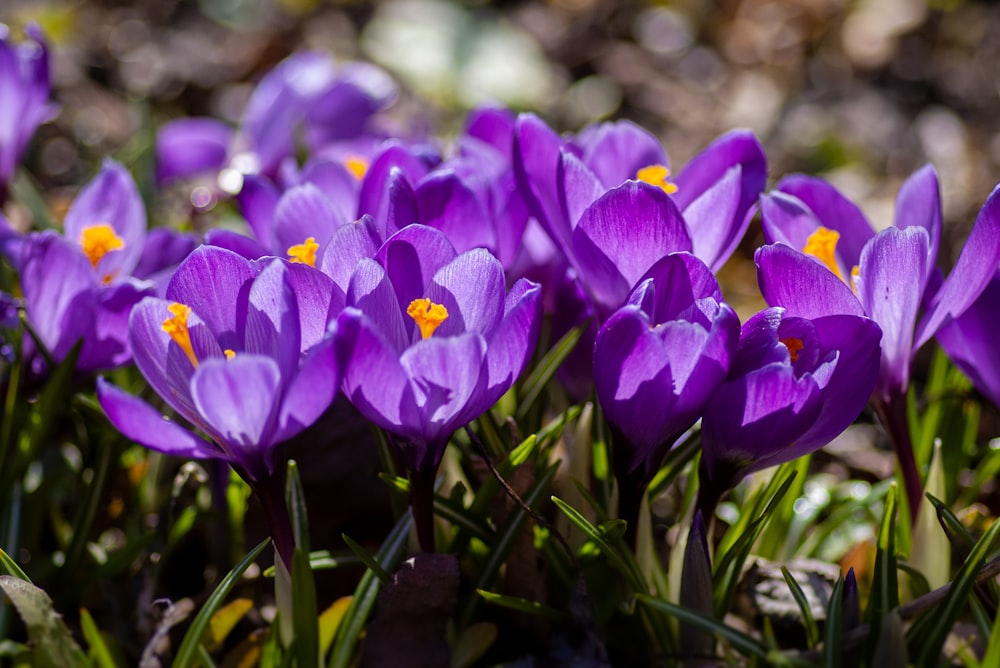 purple crocus flowers in bloom during daytime