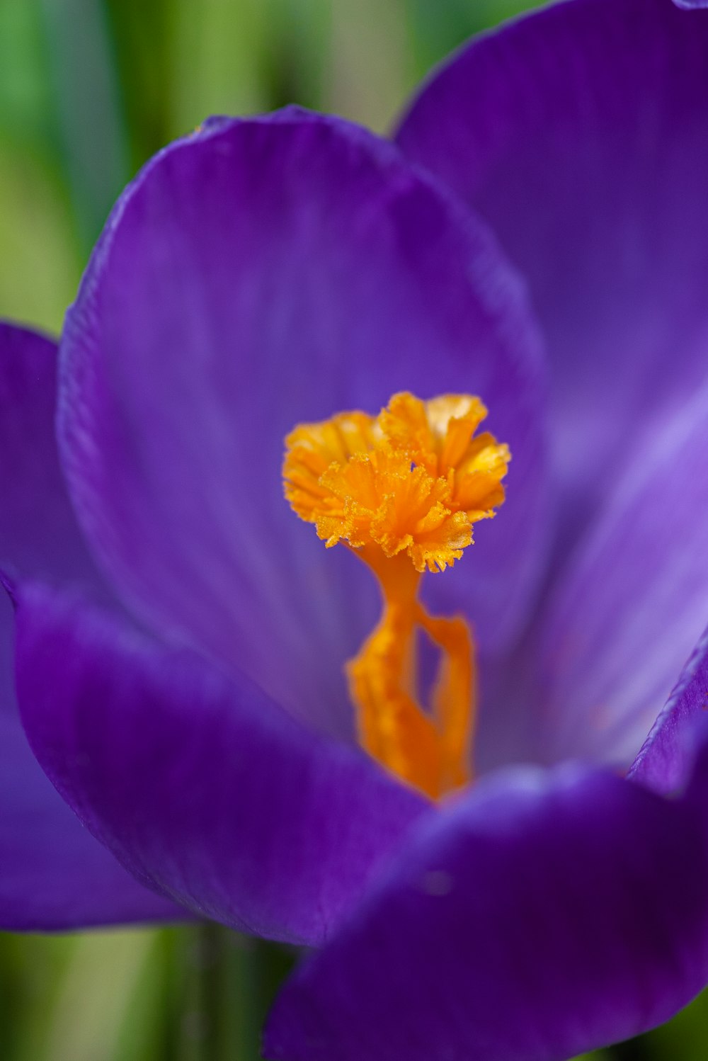 purple flower in macro shot