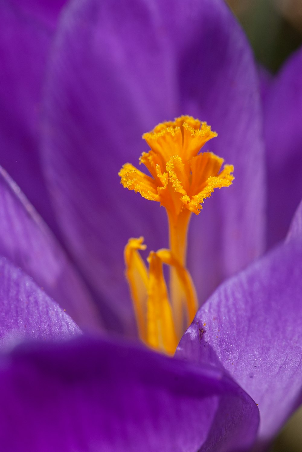 purple flower in macro photography