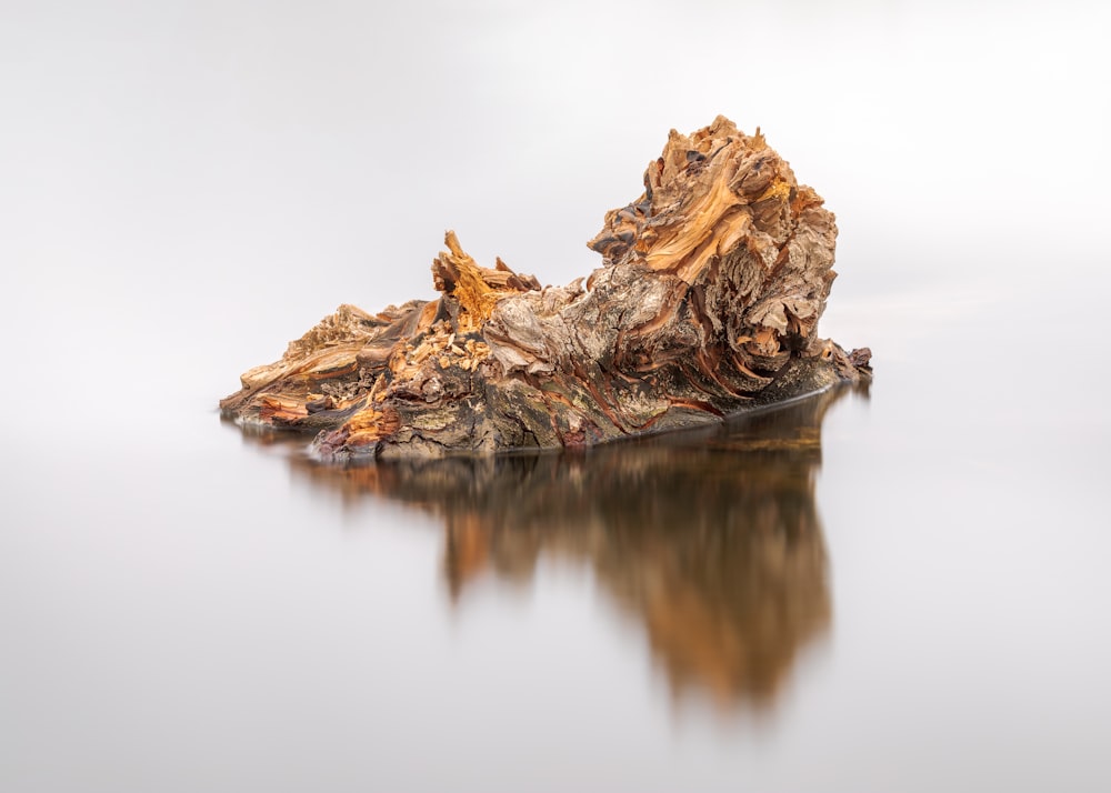 brown tree log on water