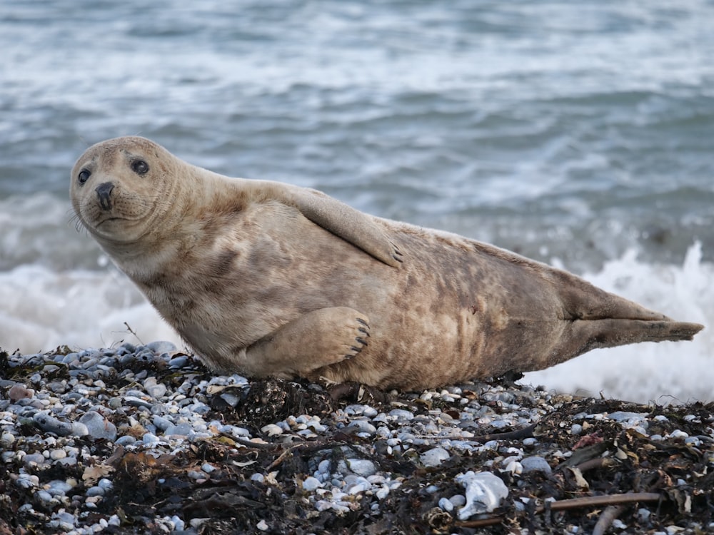 sea lion on rocky shore during daytime