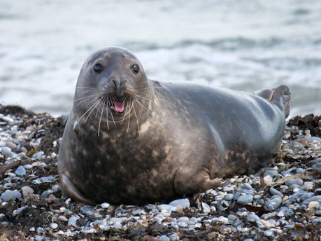 seal on rocky shore during daytime