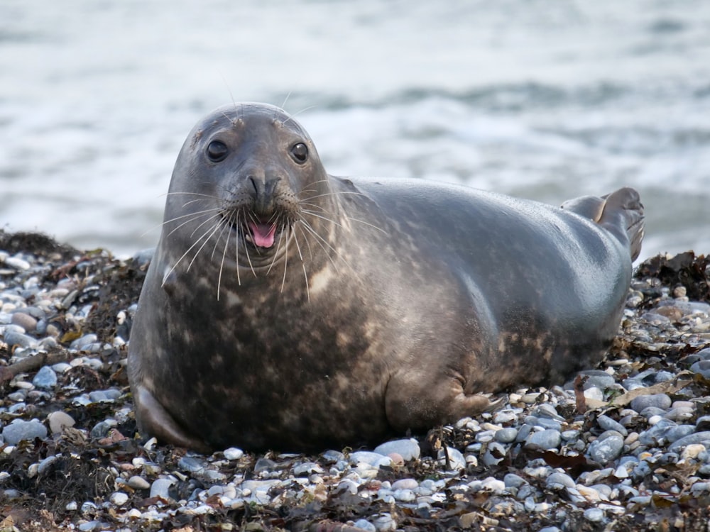 seal on rocky shore during daytime