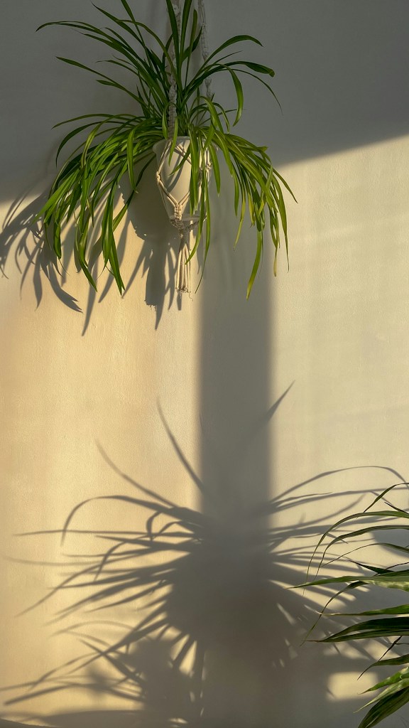 Beige Plant Hanger