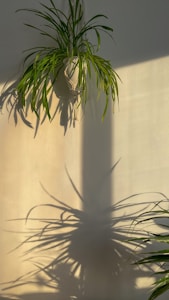 Beige Plant Hanger