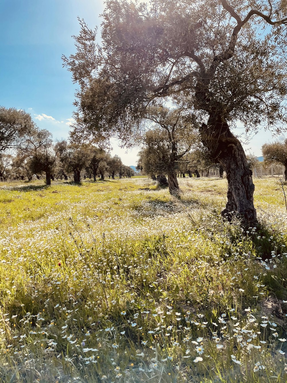 green grass field with trees during daytime