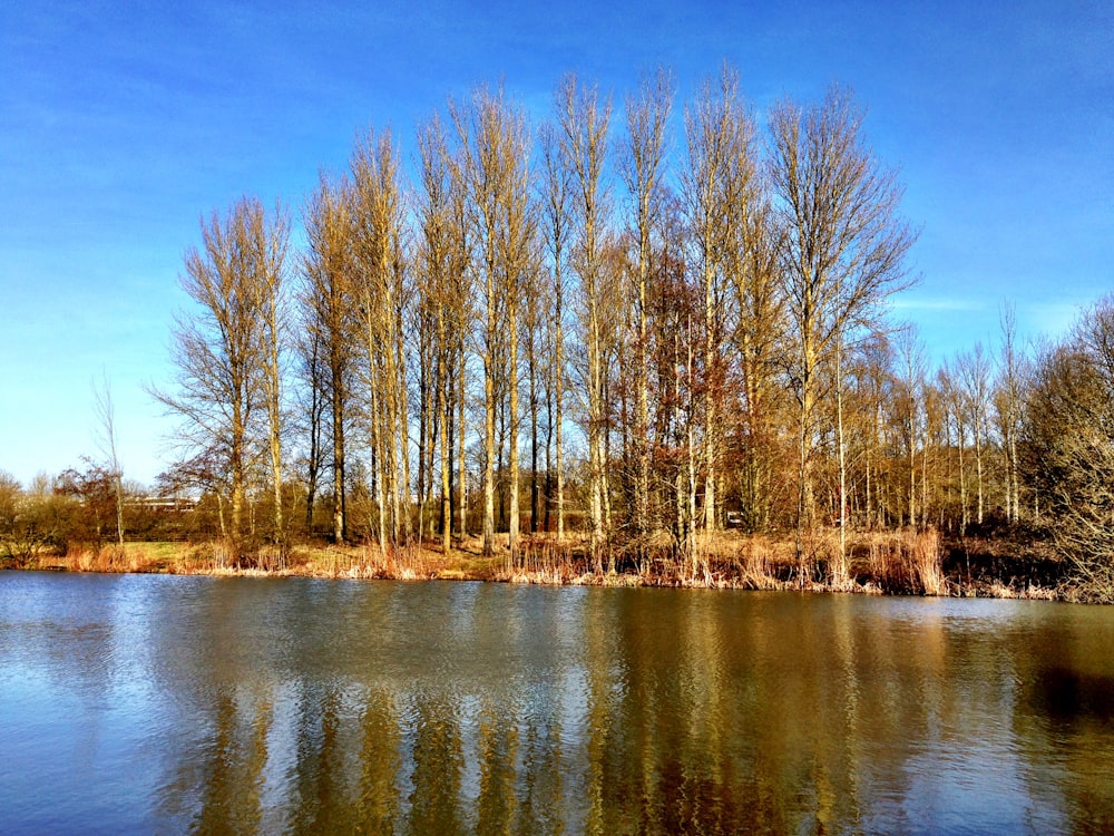 brown trees on body of water during daytime