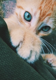 A close-up of a ginger kitten with striking blue-green eyes, playfully pawing at a dark fabric. The kitten's fur looks soft and fluffy, and its curious gaze is focused on something off-camera.