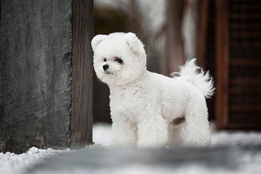 white long coat small dog on snow covered ground during daytime