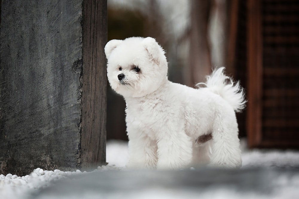 Petit chien à poil long blanc sur un sol enneigé pendant la journée