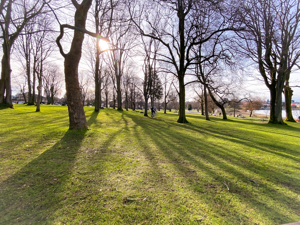 leafless trees on green grass field during daytime