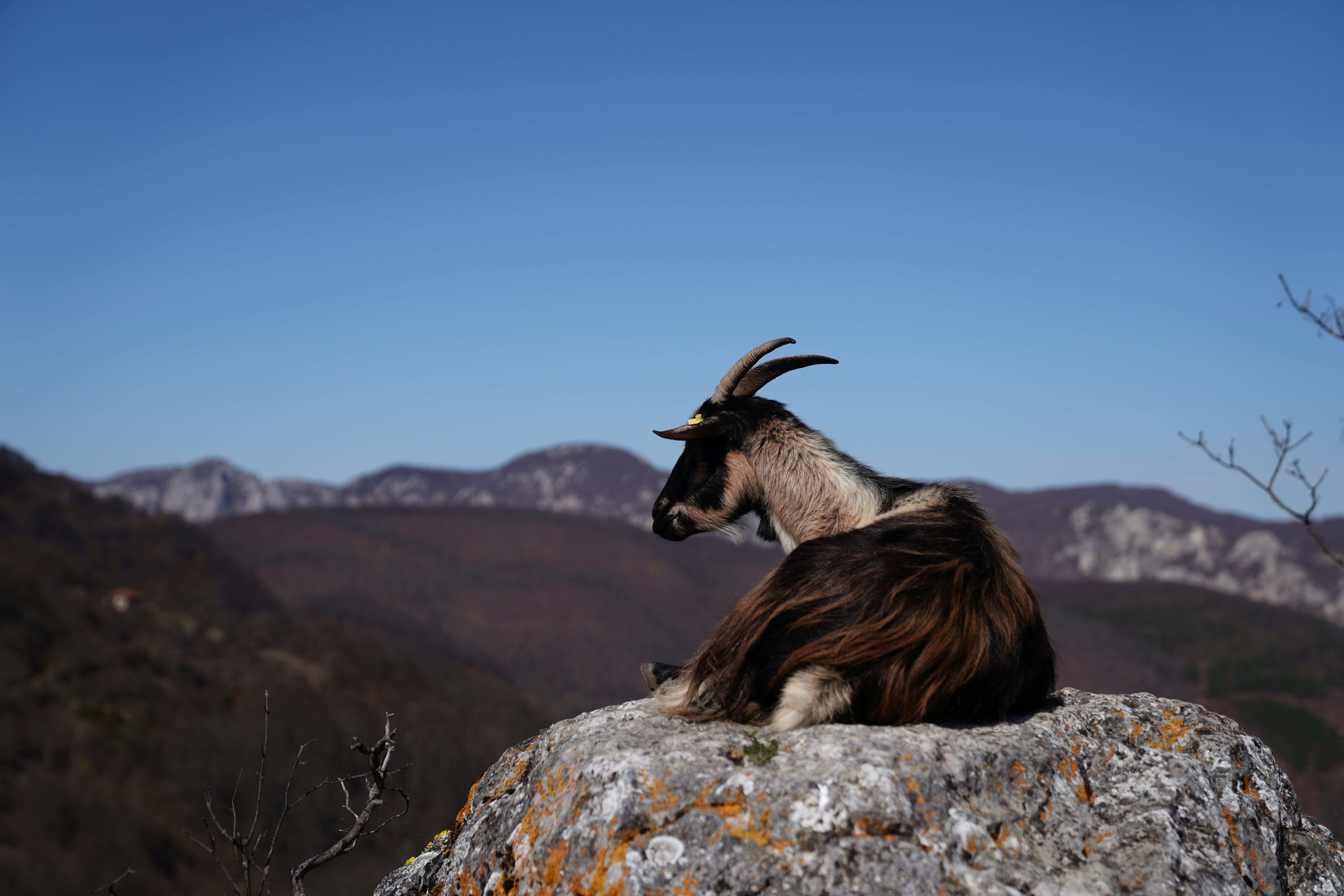brown and black ram on gray rock during daytime