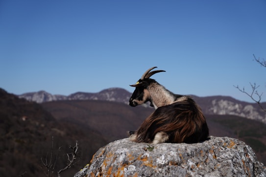 A goat is sitting on a rock overlooking a mountainous landscape. The animal has curved horns and a mix of brown, black, and white fur. The background shows rolling hills and mountains against a clear blue sky.