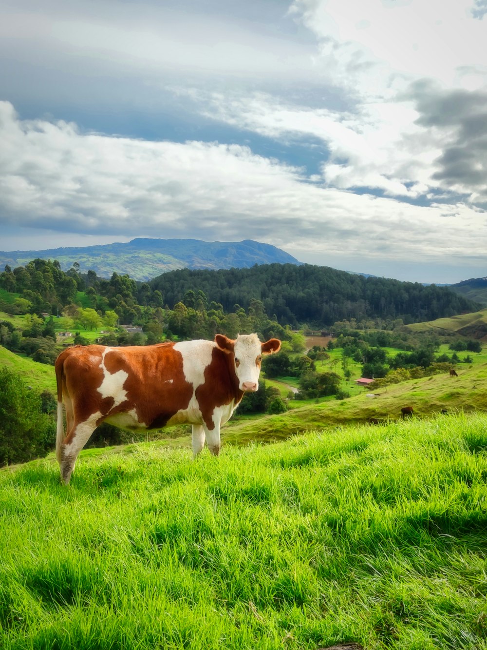 vaca marrom e branca no campo de grama verde durante o dia