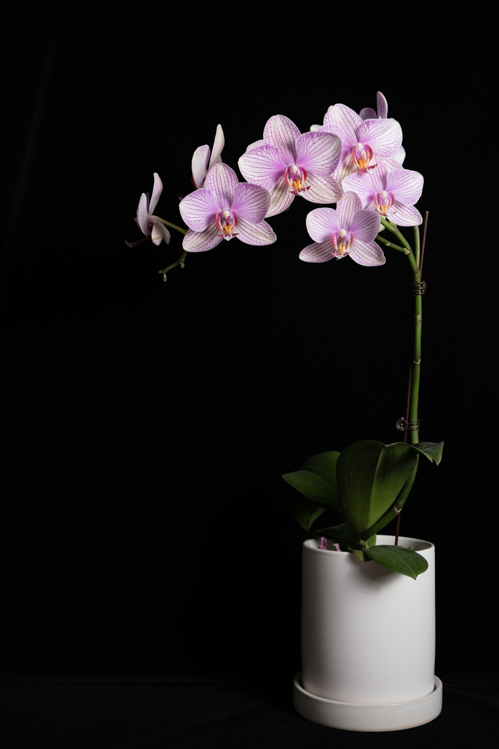 Orquídeas moradas y blancas en jarrón de cerámica blanca