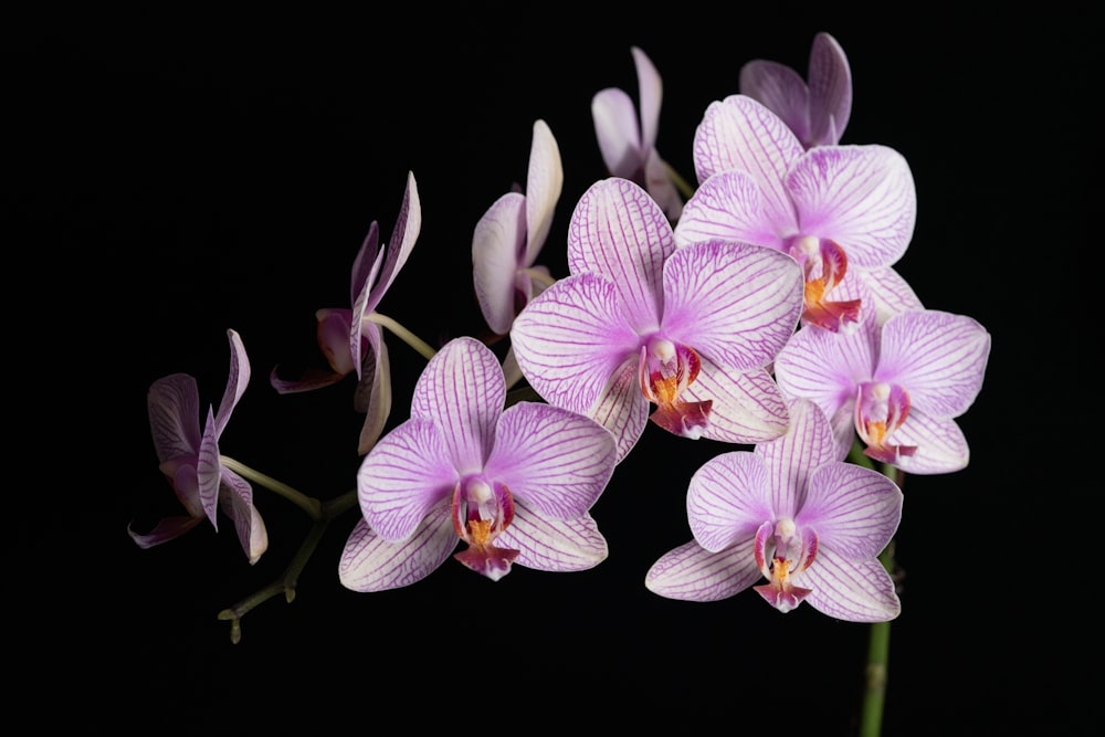 purple and white moth orchids in black background